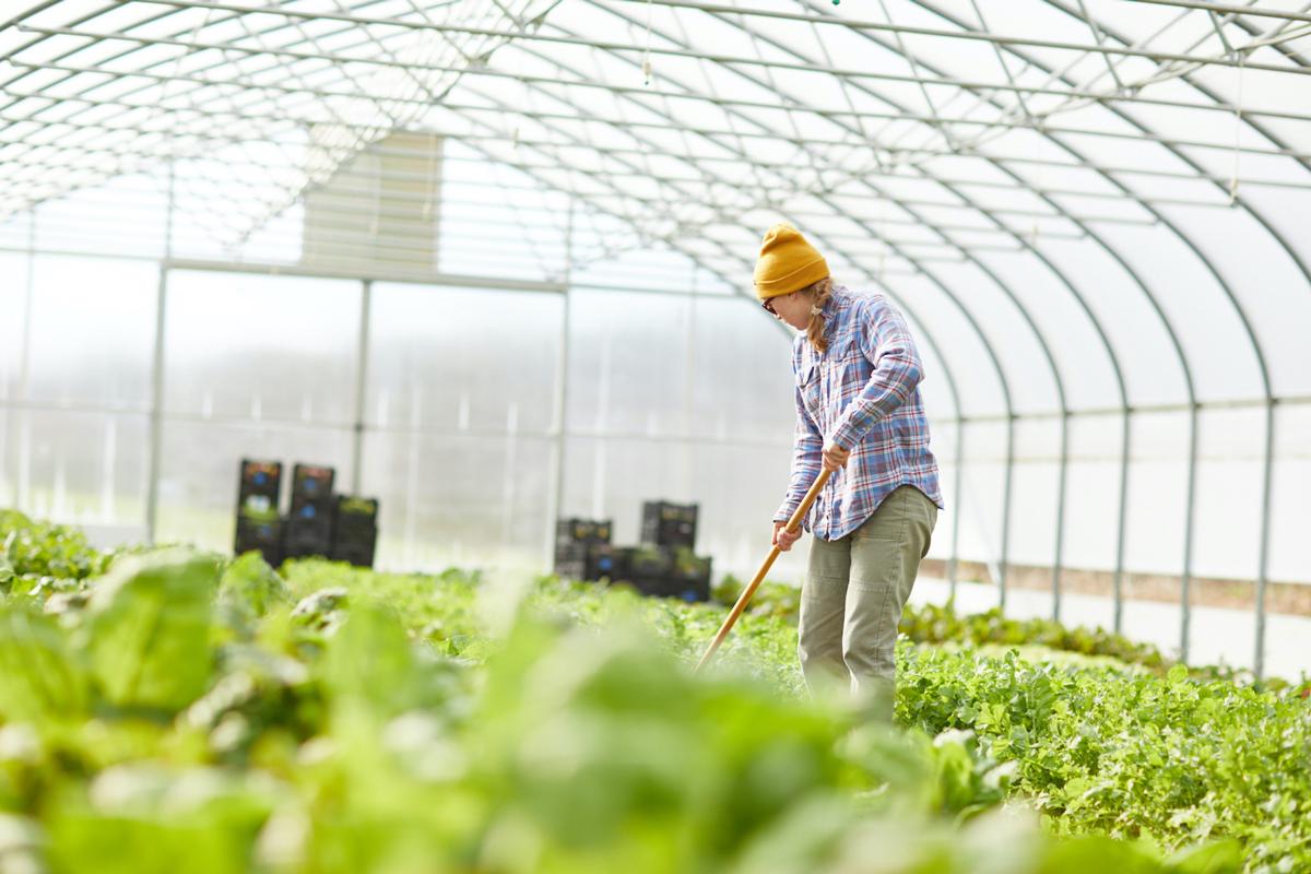 Local Farms Drive Growth in Sustainable Agriculture Efforts