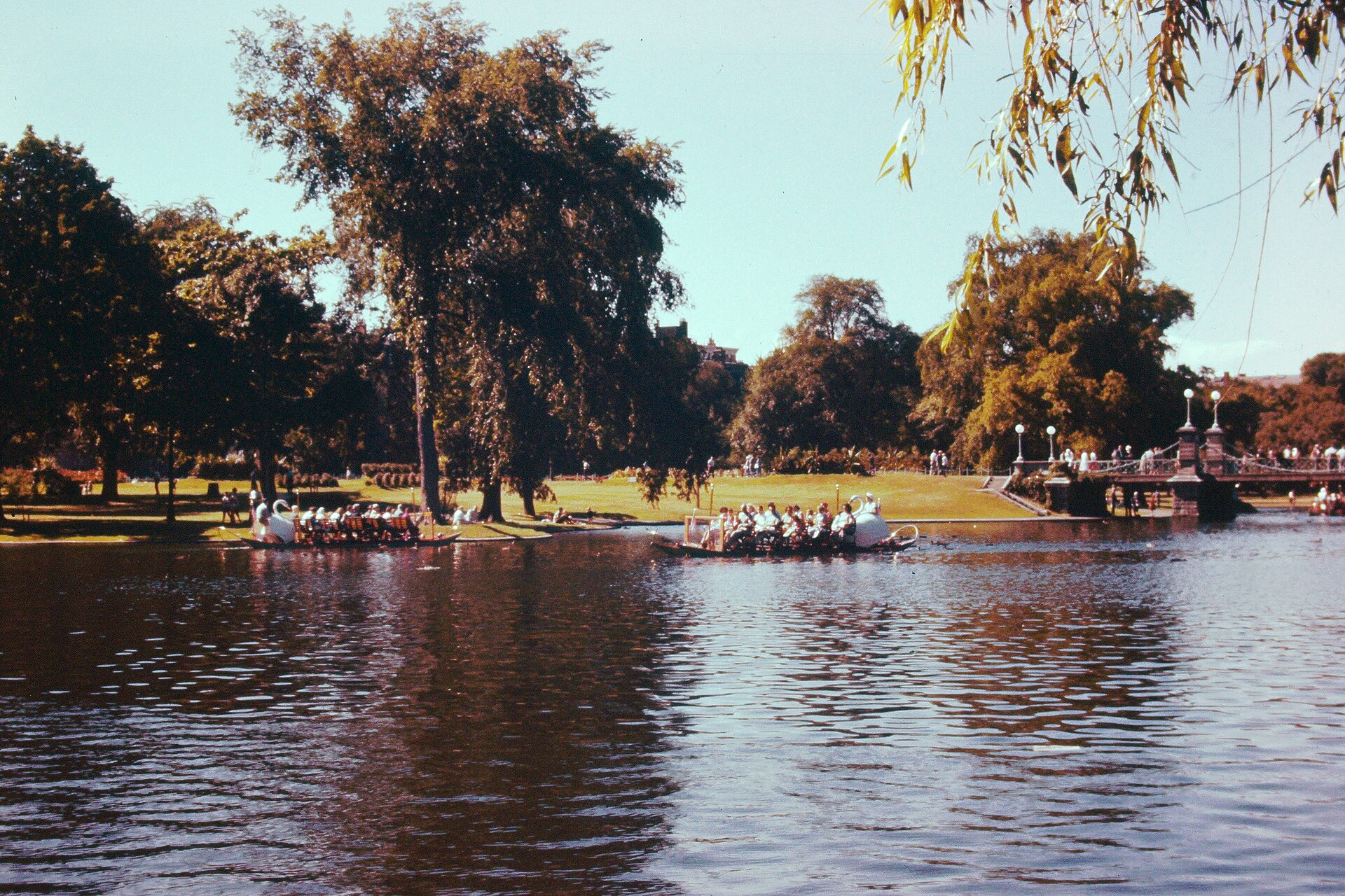 Swan Boats full of riders on the Public Garden lagoon, framed by trees, in the late 1950s