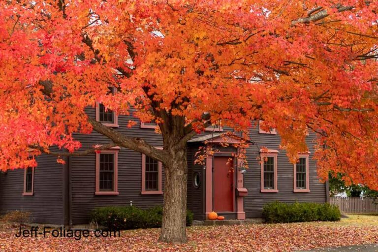 Climate Change Alters Massachusetts’ Iconic Fall Foliage