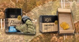 Massachusetts Recalls Marijuana Products Over Mold, Bacteria