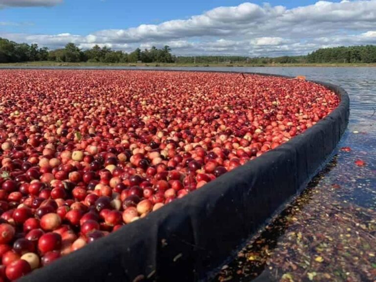 Massachusetts Agriculture: Current Trends and Challenges