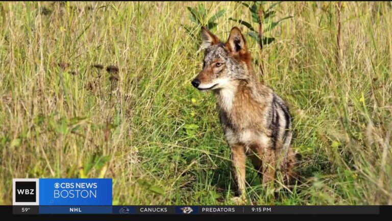 Massachusetts Coyote Attacks in Saugus Kill Four Dogs