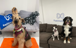 Pawmenities Redefines Luxury Dog Care in Massachusetts With Private Waterfront Estate, Hands-Free Chauffeur Service, and Expanded Daycare Now Accepting Clients at Both North Shore and Boston’s Seaport District